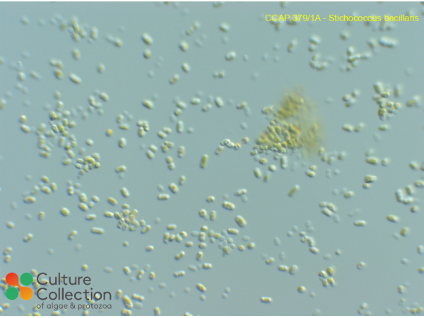 Stichococcus bacillaris