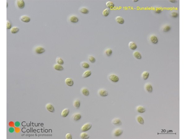 Dunaliella polymorpha Dunaliella polymorpha