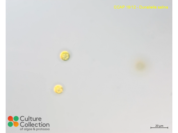 Dunaliella salina