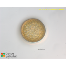 Coscinodiscus wailesii