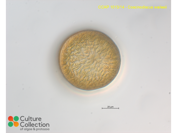 Coscinodiscus wailesii