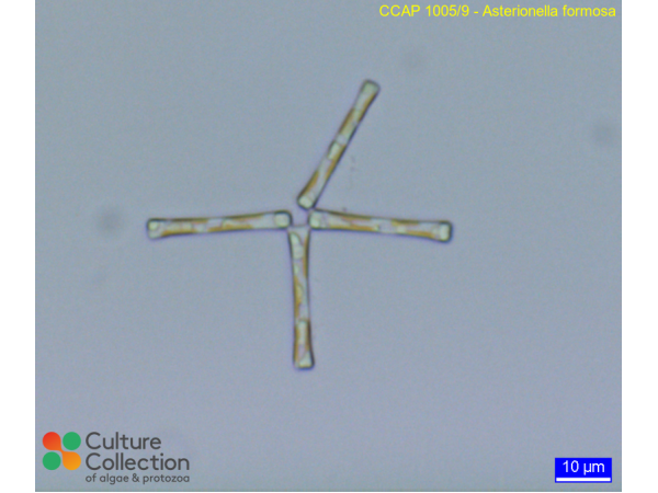 Asterionella formosa