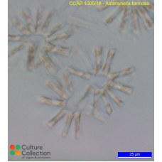 Asterionella formosa