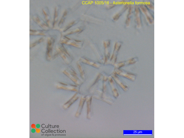 Asterionella formosa Asterionella formosa