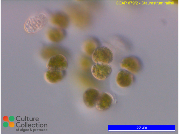 Staurastrum ralfsii