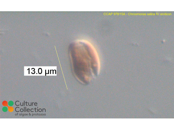 Chroomonas salina fo. eroticon