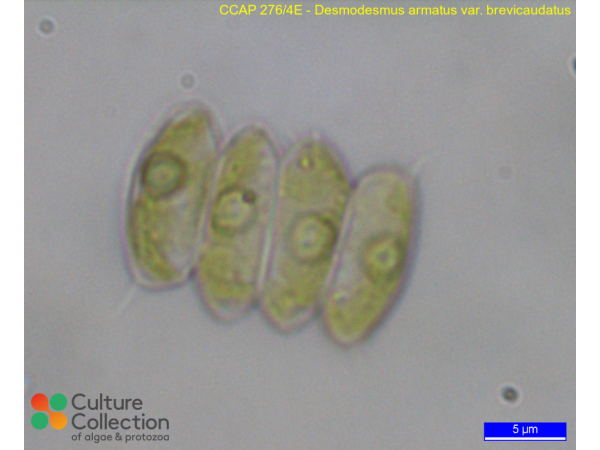 Desmodesmus armatus var. brevicaudatus Desmodesmus armatus var. brevicaudatus