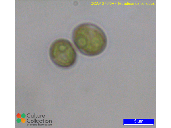 Tetradesmus obliquus