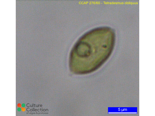 Tetradesmus obliquus