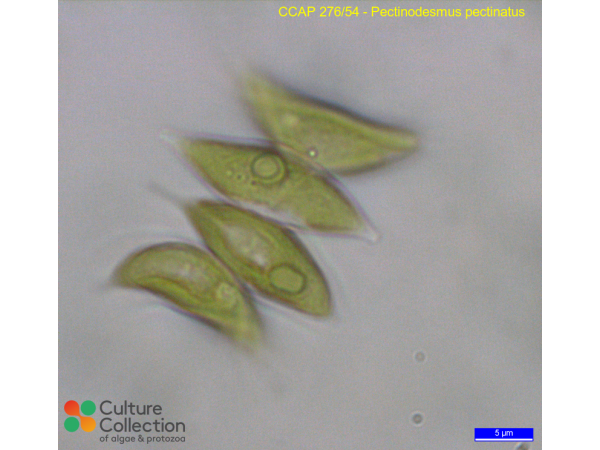 Pectinodesmus pectinatus