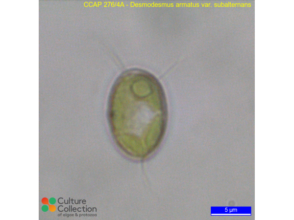 Desmodesmus armatus var. subalternans