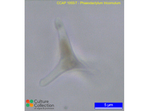 Phaeodactylum tricornutum