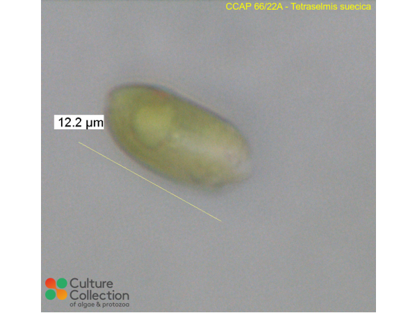 Tetraselmis suecica