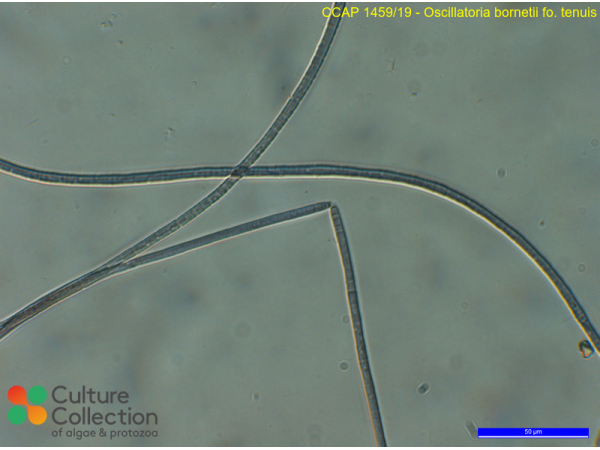 Oscillatoria bornetii fo. tenuis