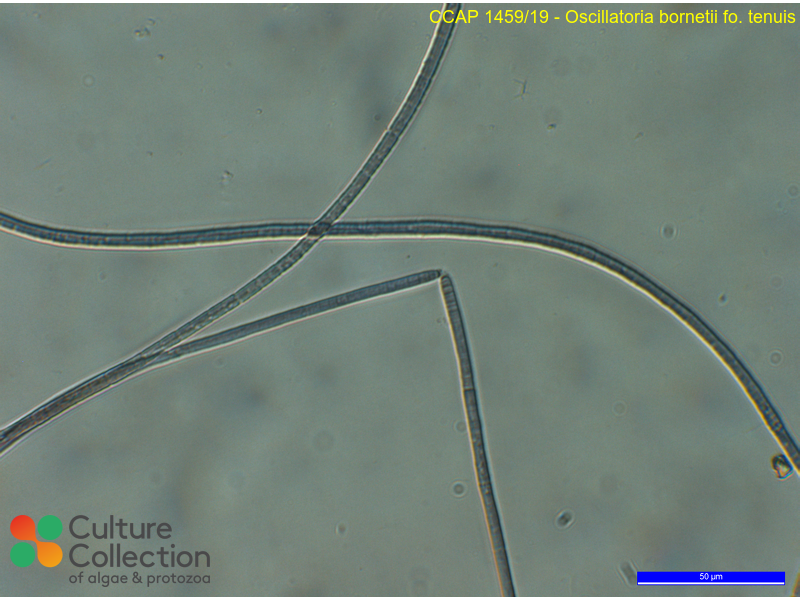 Oscillatoria fo. tenuis