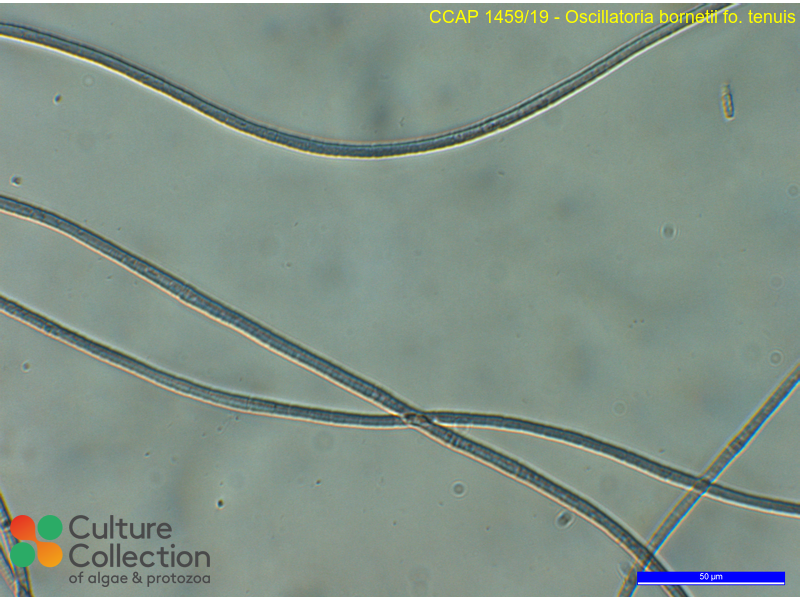 Oscillatoria fo. tenuis