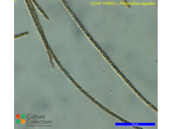 Planktothrix agardhii