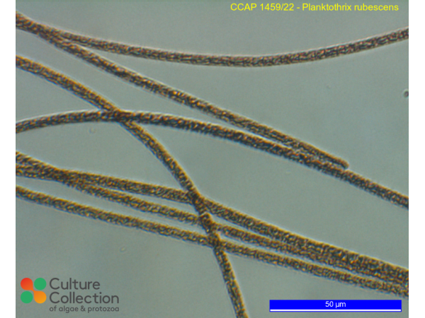 Planktothrix rubescens
