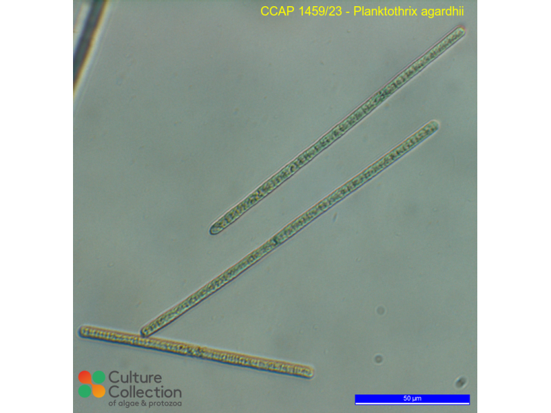 Planktothrix agardhii