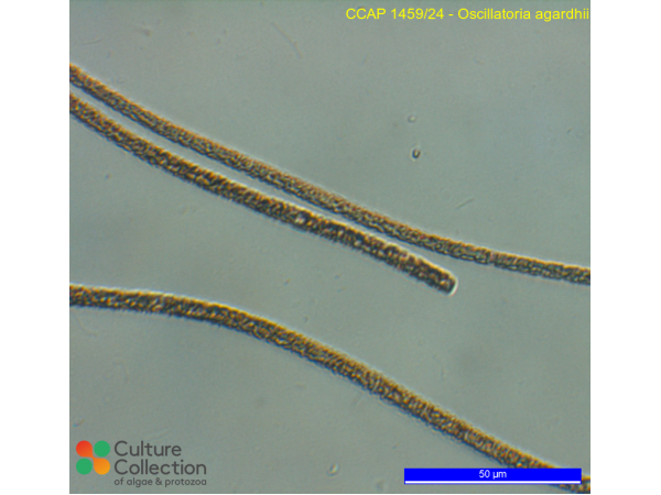 Oscillatoria agardhii