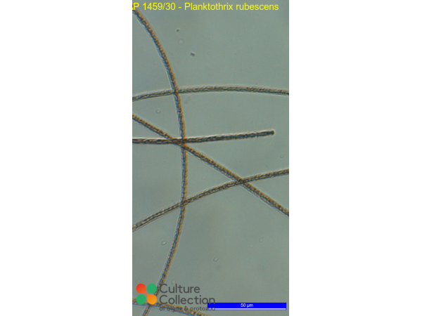 Planktothrix rubescens