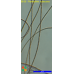 Planktothrix rubescens