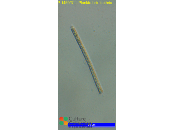 Planktothrix isothrix