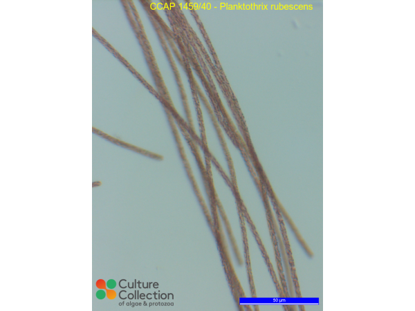 Planktothrix rubescens