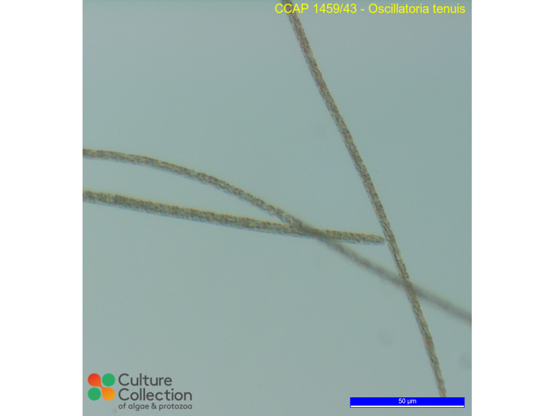 Oscillatoria tenuis
