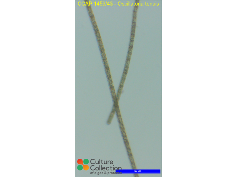Oscillatoria tenuis