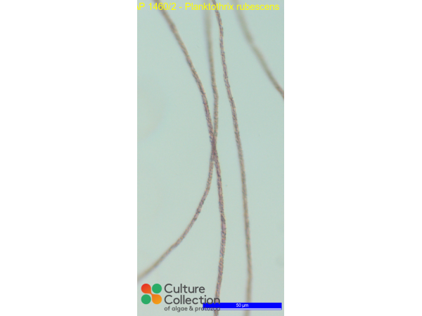 Planktothrix rubescens