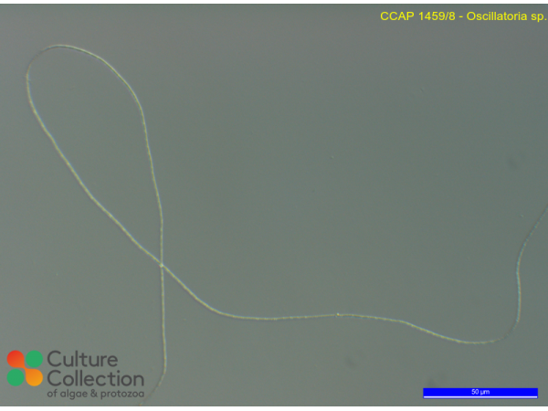 Oscillatoria sp. Oscillatoria sp.