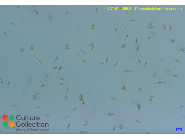 Phaeodactylum tricornutum