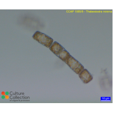 Thalassiosira minima