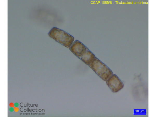 Thalassiosira minima