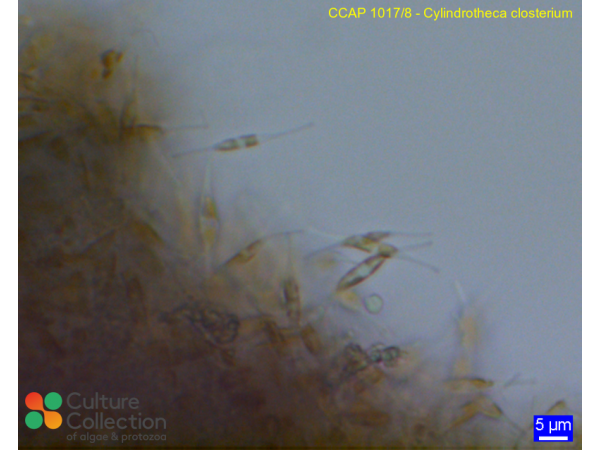 Cylindrotheca closterium