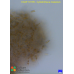 Cylindrotheca closterium