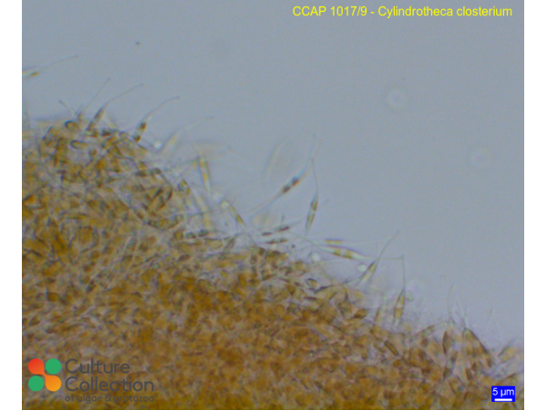 Cylindrotheca closterium