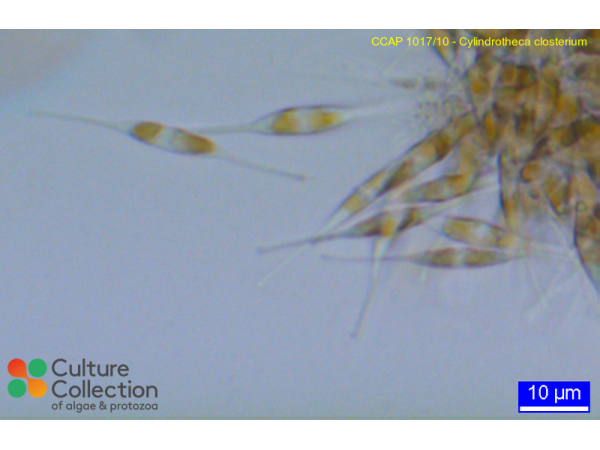 Cylindrotheca closterium