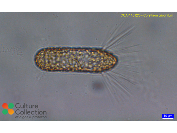 Corethron criophilum