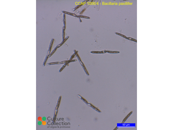 Bacillaria paxillifer