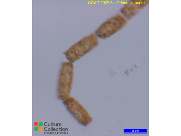 Odontella aurita