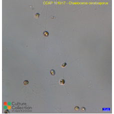 Chaetoceros ceratosporus