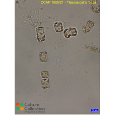 Thalassiosira rotula