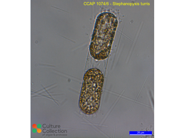 Stephanopyxis turris