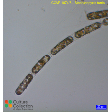 Stephanopyxis turris