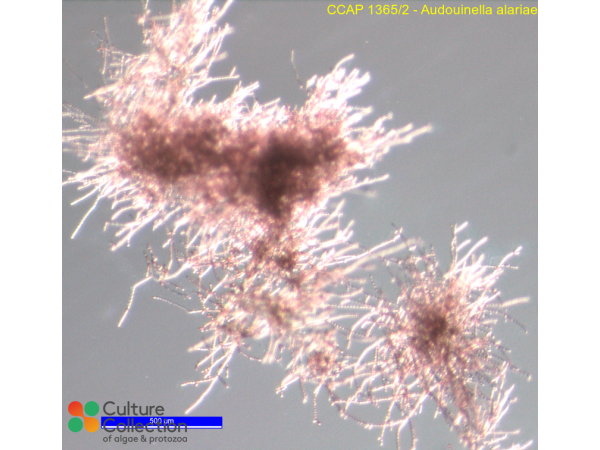 Audouinella alariae