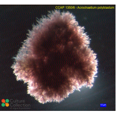 Acrochaetium polyblastum