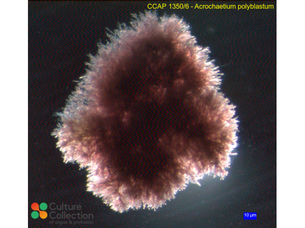 Acrochaetium polyblastum