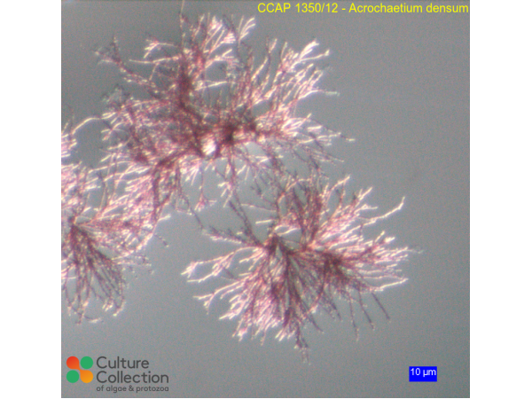 Acrochaetium catenulatum